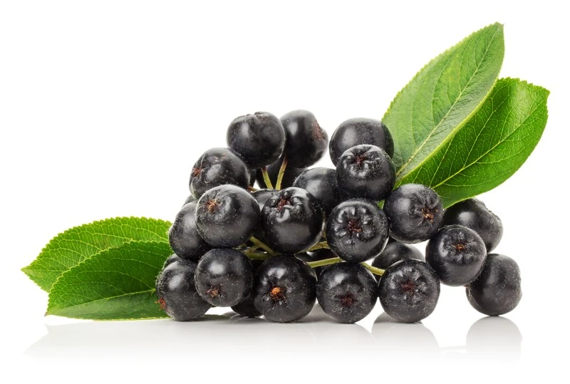 Aronia Extract Powder